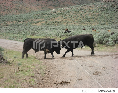 雄牛の闘い 126939876