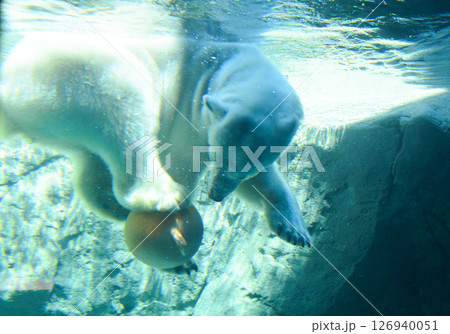 旭山動物園 ホッキョクグマ 126940051