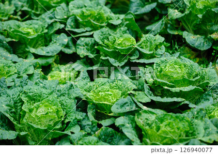 Chinese cabbage crops growing at field Chinese cabbage crops growing at field 126940077