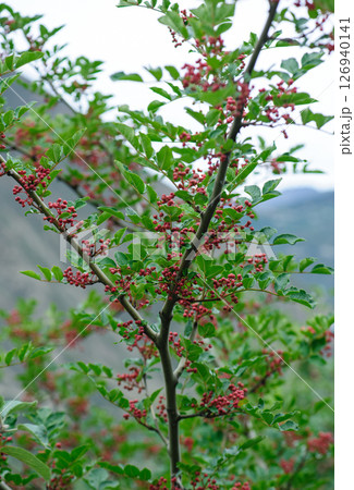 Sichuan Pepper grow on tree Sichuan Pepper grow on tree 126940141