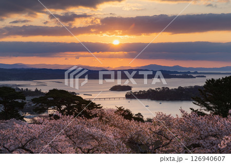 桜の松島西行戻しの松公園からの朝焼けの日本三景松島 桜の松島西行戻しの松公園からの朝焼けの日本三景松島 126940607