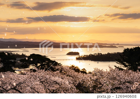 花吹雪の松島西行戻しの松公園からの朝焼けの日本三景松島 126940608