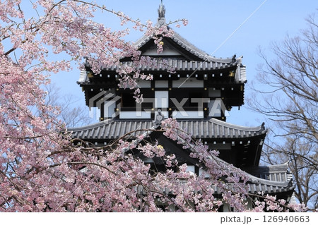 高田城址公園の満開桜 高田城址公園の満開桜 126940663