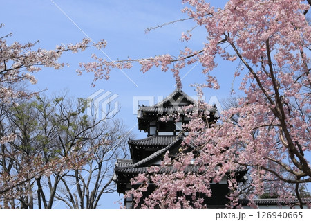 高田城址公園の満開桜 126940665