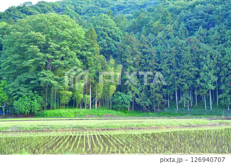 早朝の里山　新緑の田園風景　栃木市大久保町付近 126940707