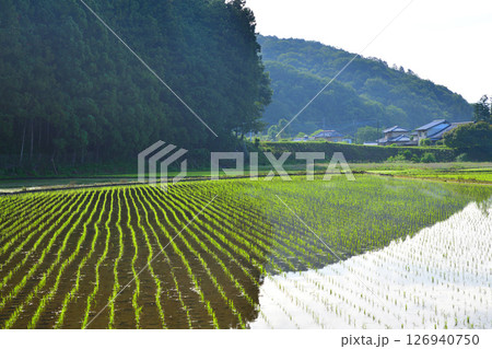 早朝の里山　新緑の田園風景　栃木市大久保町付近 126940750
