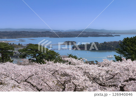 桜の松島西行戻しの松公園からの日本三景松島 126940846