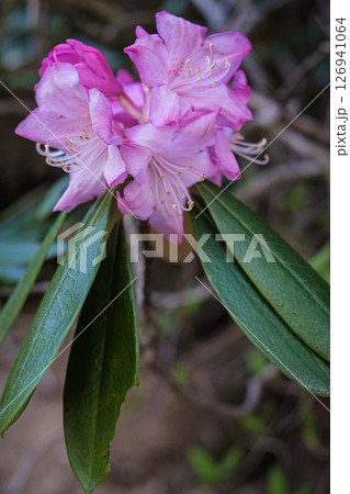 山梨県西沢渓谷シャクナゲの花 山梨県西沢渓谷シャクナゲの花 126941064