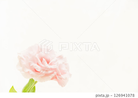 ユーストマのピンクの花を白背景で撮影08 ユーストマのピンクの花を白背景で撮影08 126941078