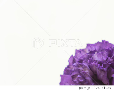 ユーストマの紫の花を白背景で撮影15 ユーストマの紫の花を白背景で撮影15 126941085