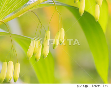 野山にて　ナルコユリの可愛い花02 126941139