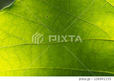 葉っぱを光が透過して輝いている　マクロ撮影02 126941155
