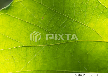 葉っぱを光が透過して輝いている　マクロ撮影03 126941156