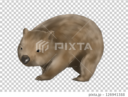ウォンバットのイラスト 126941388