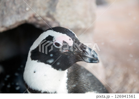 ペンギン 126941561