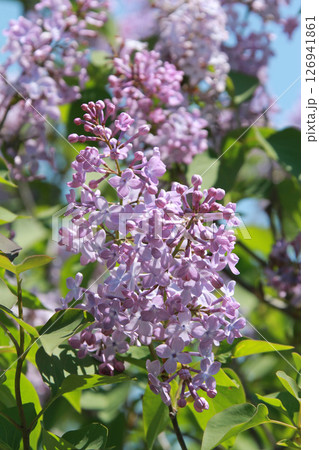 札幌花名所　川下公園　ライラック　リラ　札幌市の花 126941861