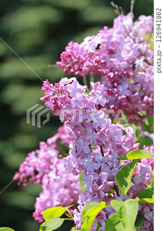 札幌花名所 川下公園 ライラック リラ 札幌市の花 札幌花名所 川下公園 ライラック リラ 札幌市の花 126941862
