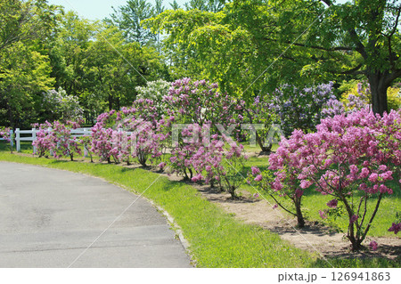 札幌花名所 川下公園 ライラック リラ 札幌市の花 札幌花名所 川下公園 ライラック リラ 札幌市の花 126941863
