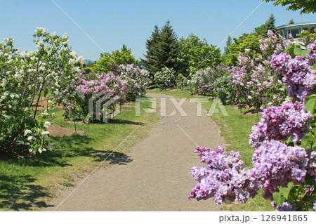 札幌花名所　川下公園　ライラック　リラ　札幌市の花 126941865