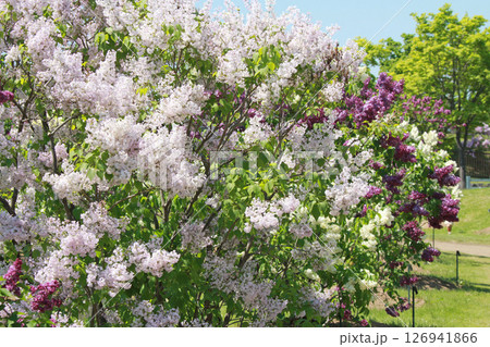 札幌花名所 川下公園 ライラック リラ 札幌市の花 札幌花名所 川下公園 ライラック リラ 札幌市の花 126941866