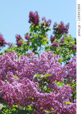 札幌花名所 川下公園 ライラック リラ 札幌市の花 札幌花名所 川下公園 ライラック リラ 札幌市の花 126941868