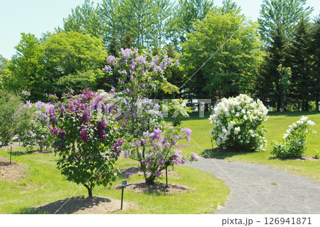 札幌花名所 川下公園 ライラック リラ 札幌市の花 札幌花名所 川下公園 ライラック リラ 札幌市の花 126941871