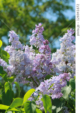 札幌花名所　川下公園　ライラック　リラ　札幌市の花 126941872