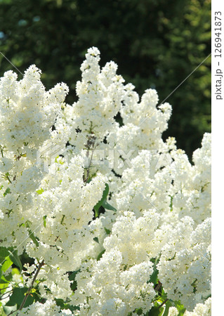 札幌花名所 川下公園 ライラック リラ 札幌市の花 札幌花名所 川下公園 ライラック リラ 札幌市の花 126941873