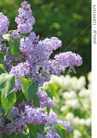 札幌花名所 川下公園 ライラック リラ 札幌市の花 札幌花名所 川下公園 ライラック リラ 札幌市の花 126941874