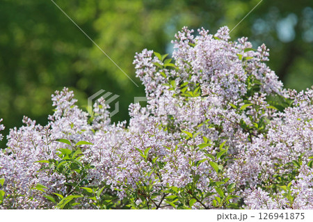札幌花名所 川下公園 ライラック リラ 札幌市の花 札幌花名所 川下公園 ライラック リラ 札幌市の花 126941875