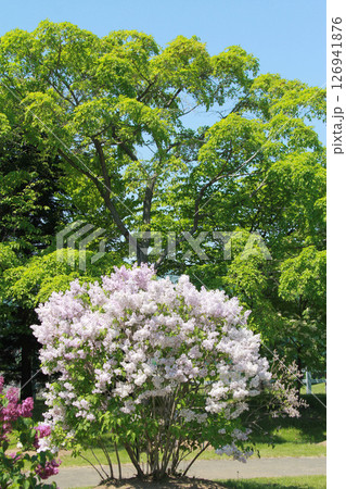 札幌花名所 川下公園 ライラック リラ 札幌市の花 札幌花名所 川下公園 ライラック リラ 札幌市の花 126941876