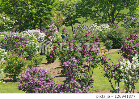 札幌花名所 川下公園 ライラック リラ 札幌市の花 札幌花名所 川下公園 ライラック リラ 札幌市の花 126941877