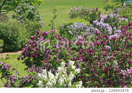 札幌花名所 川下公園 ライラック リラ 札幌市の花 札幌花名所 川下公園 ライラック リラ 札幌市の花 126941878
