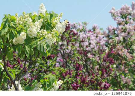 札幌花名所　川下公園　ライラック　リラ　札幌市の花 126941879