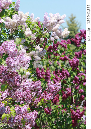 札幌花名所　川下公園　ライラック　リラ　札幌市の花 126941883