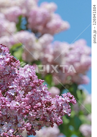 札幌花名所 川下公園 ライラック リラ 札幌市の花 札幌花名所 川下公園 ライラック リラ 札幌市の花 126941884