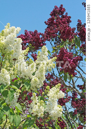 札幌花名所　川下公園　ライラック　リラ　札幌市の花 126941885