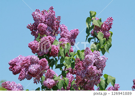 札幌花名所　川下公園　ライラック　リラ　札幌市の花 126941889