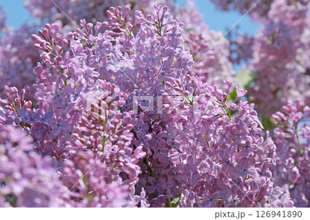 札幌花名所　川下公園　ライラック　リラ　札幌市の花 126941890