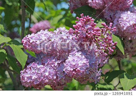 札幌花名所　川下公園　ライラック　リラ　札幌市の花 126941891