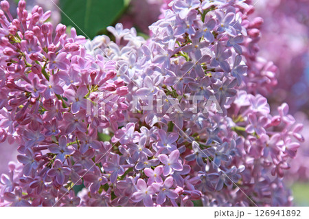 札幌花名所　川下公園　ライラック　リラ　札幌市の花 126941892