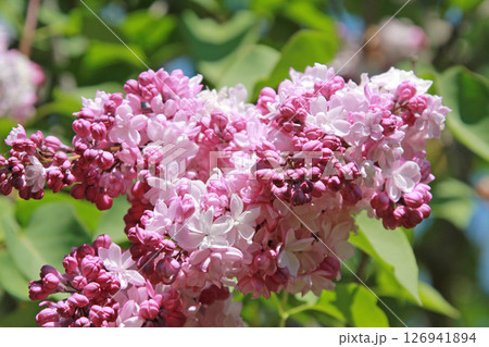 札幌花名所 川下公園 ライラック リラ 札幌市の花 札幌花名所 川下公園 ライラック リラ 札幌市の花 126941894