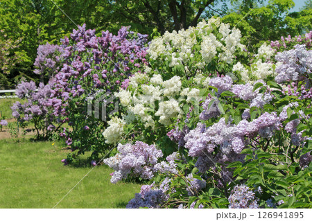 札幌花名所　川下公園　ライラック　リラ　札幌市の花 126941895