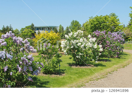 札幌花名所　川下公園　ライラック　リラ　札幌市の花 126941896