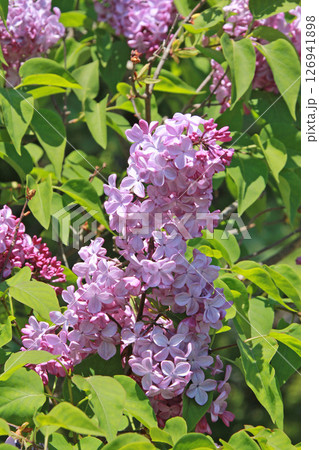 札幌花名所　川下公園　ライラック　リラ　札幌市の花 126941898