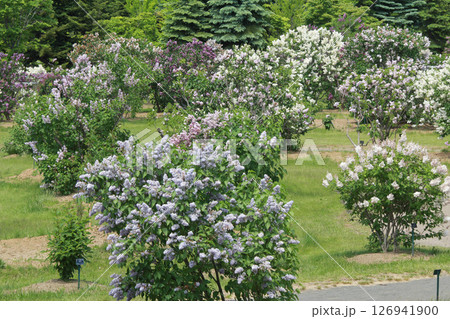 札幌花名所　川下公園　ライラック　リラ　札幌市の花 126941900