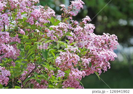 札幌花名所　川下公園　ライラック　リラ　札幌市の花 126941902