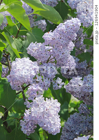札幌花名所 川下公園 ライラック リラ 札幌市の花 札幌花名所 川下公園 ライラック リラ 札幌市の花 126941904