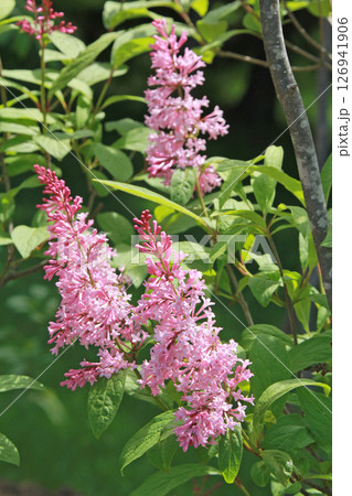 札幌花名所 川下公園 ライラック リラ 札幌市の花 札幌花名所 川下公園 ライラック リラ 札幌市の花 126941906