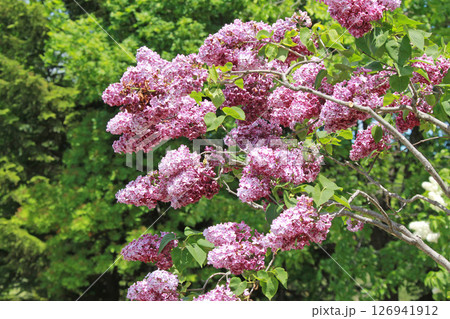 札幌花名所　川下公園　ライラック　リラ　札幌市の花 126941912
